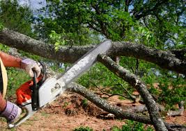 How Our Tree Care Process Works  in Lake Wisconsin, WI